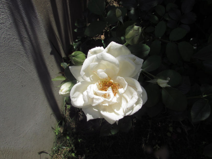  - A A Flori de gradina 2