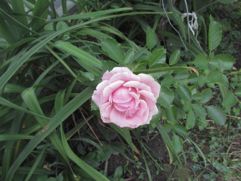  - A A Flori de gradina 2