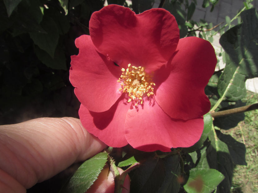  - A A Flori de gradina 2