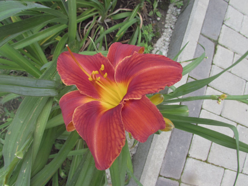  - A A Flori de gradina 2