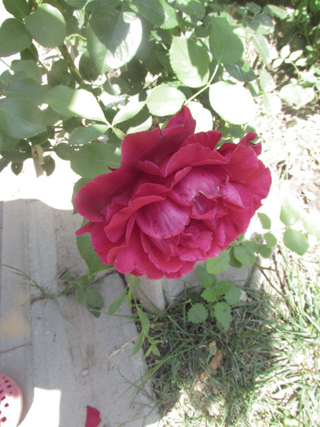  - A A Flori de gradina 2