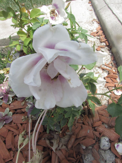  - A A Flori de gradina 2