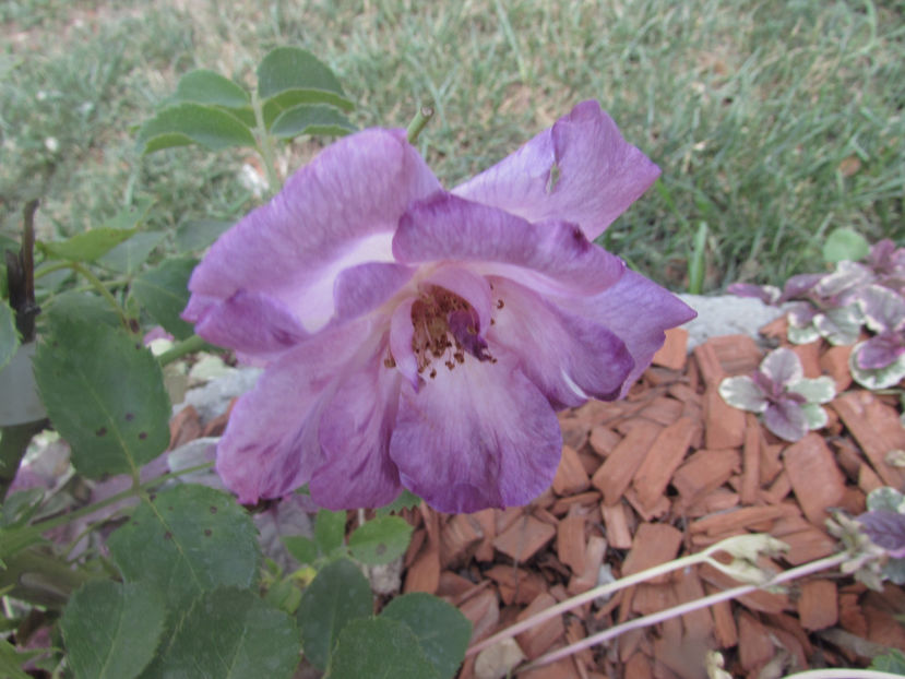  - A A Flori de gradina 2