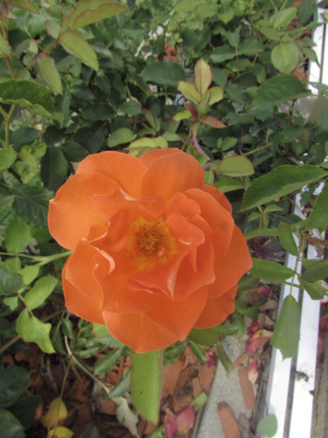  - A A Flori de gradina 2