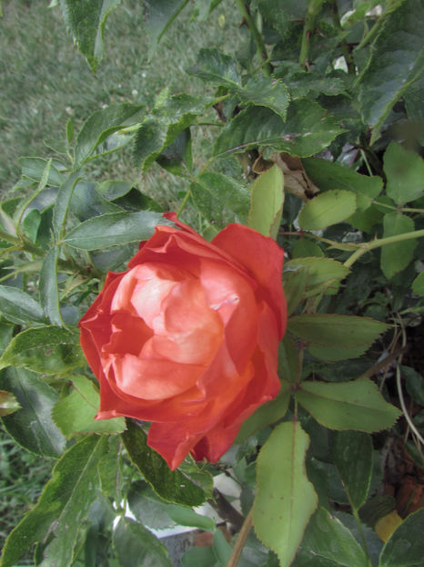  - A A Flori de gradina 2