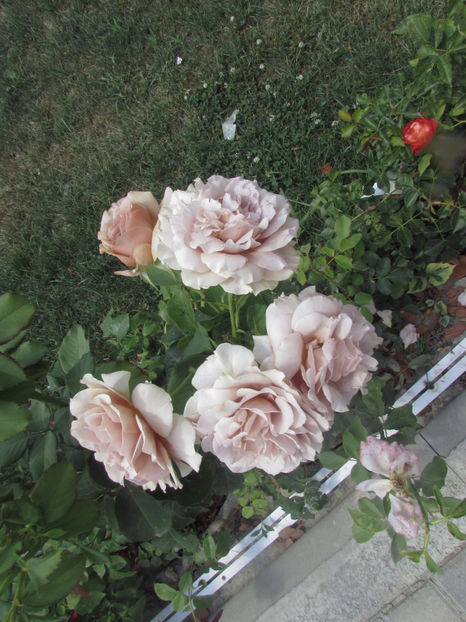  - A A Flori de gradina 2