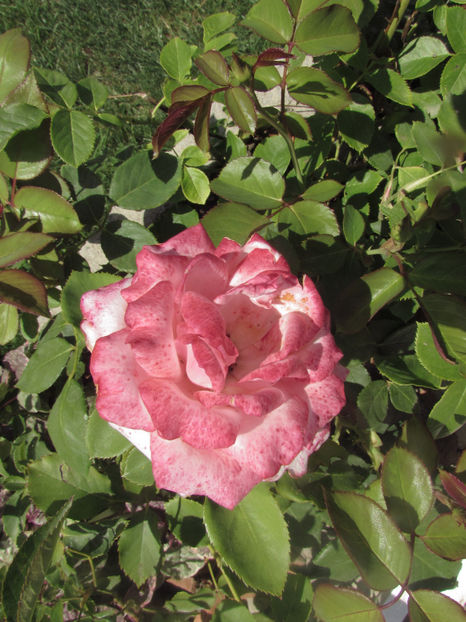  - A A Flori de gradina 2