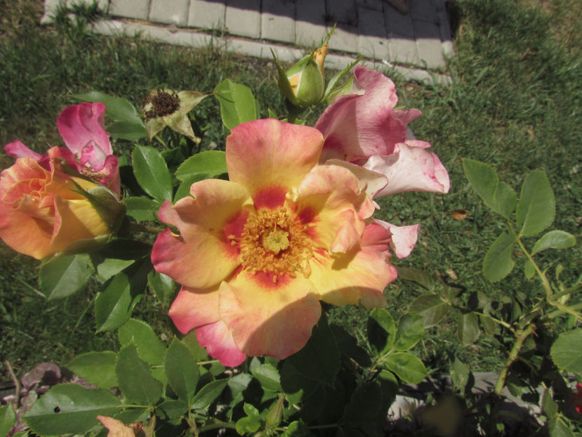  - A A Flori de gradina 2