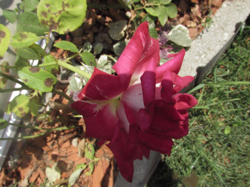  - A A Flori de gradina 2