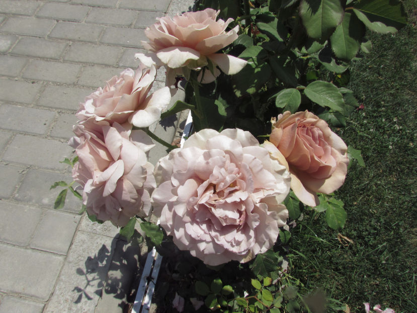  - A A Flori de gradina 2