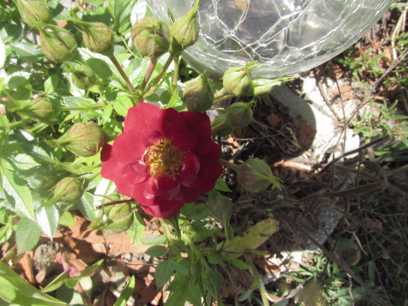  - A A Flori de gradina 2