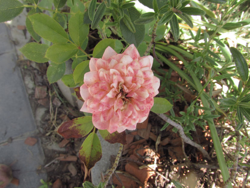  - A A Flori de gradina 2