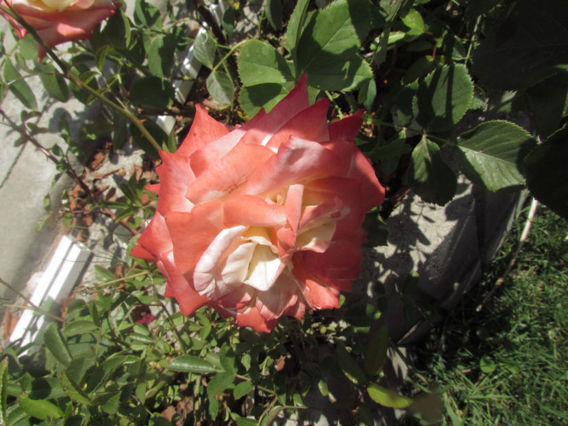  - A A Flori de gradina 2