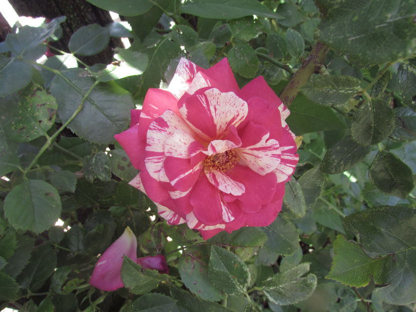  - A A Flori de gradina 2