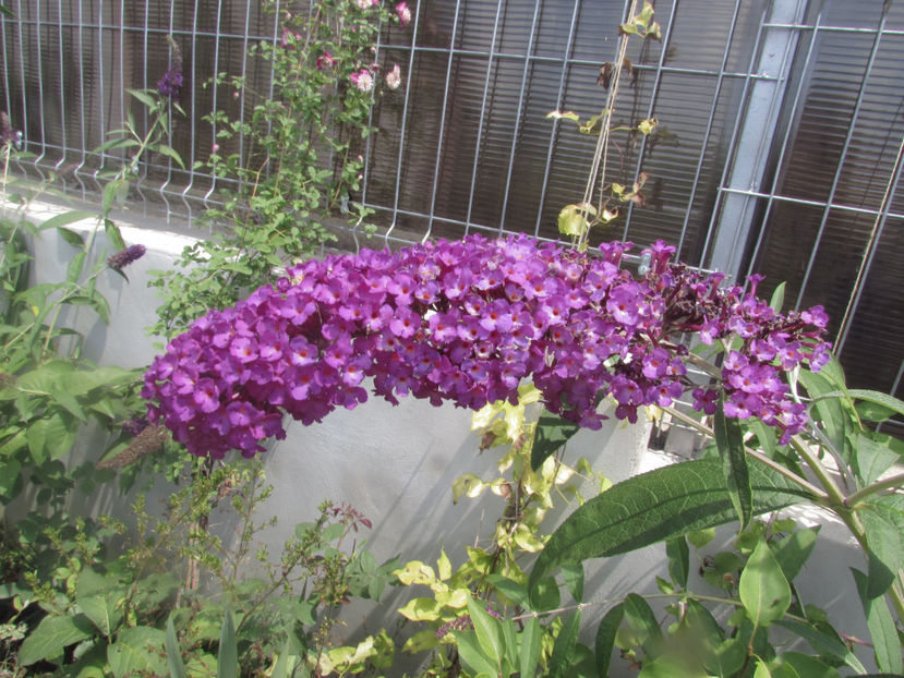  - A A Flori de gradina 2