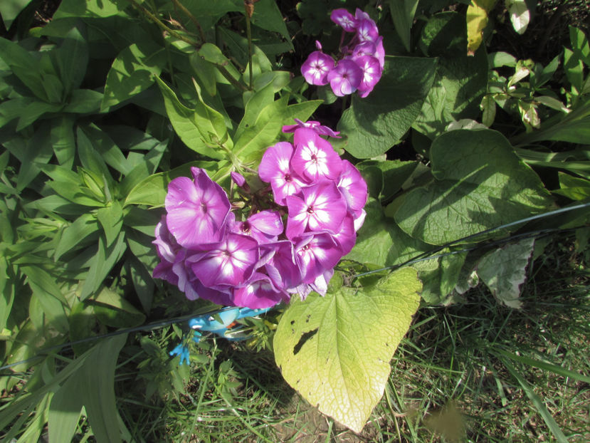  - A A Flori de gradina 2