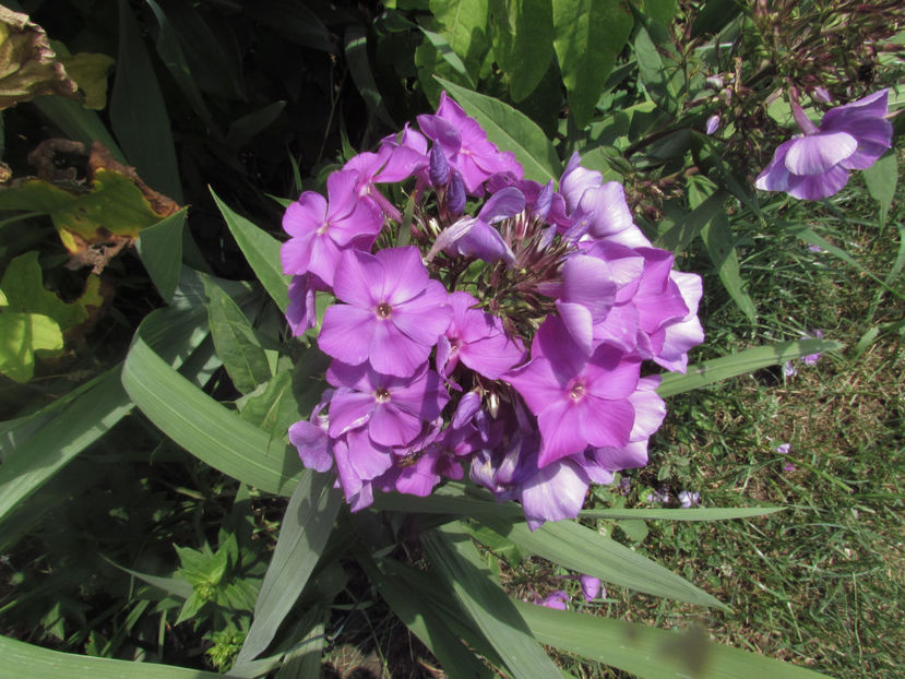  - A A Flori de gradina 2