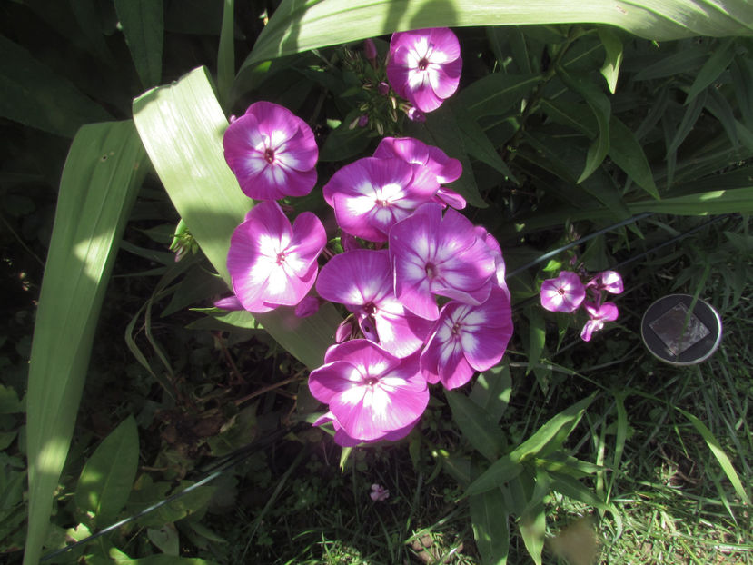  - A A Flori de gradina 2