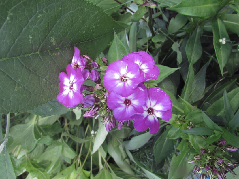  - A A Flori de gradina 2