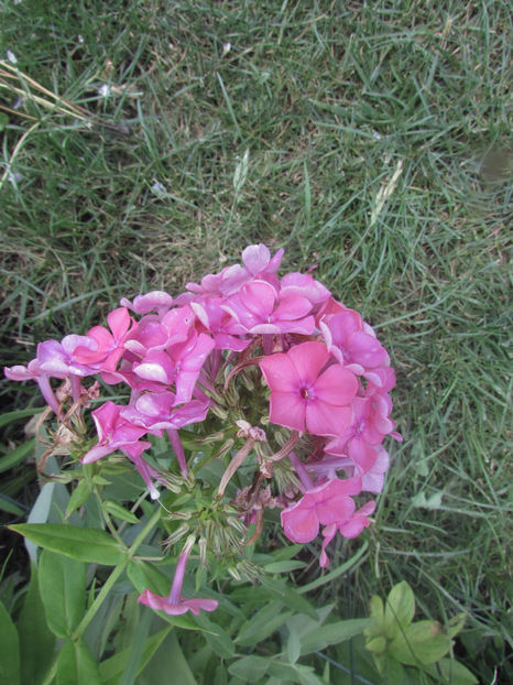  - A A Flori de gradina 2