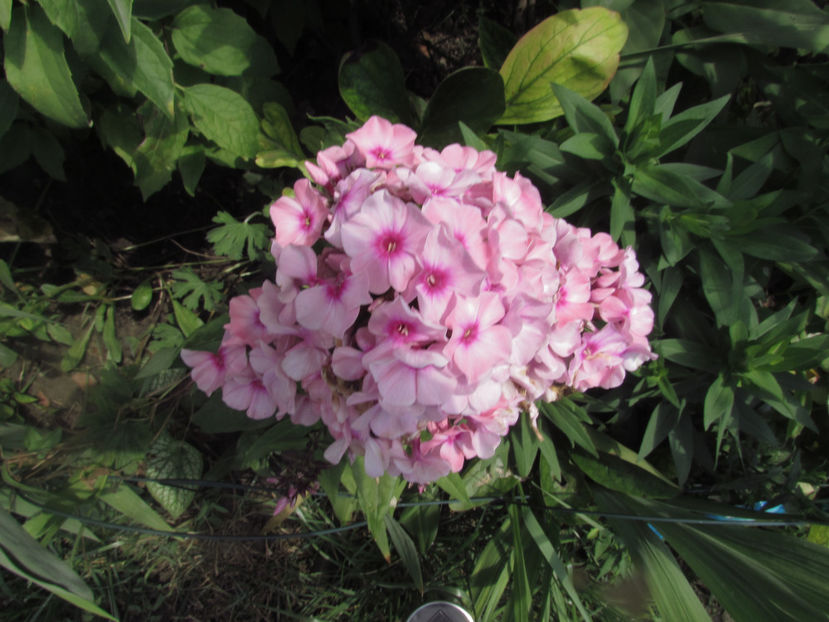  - A A Flori de gradina 2