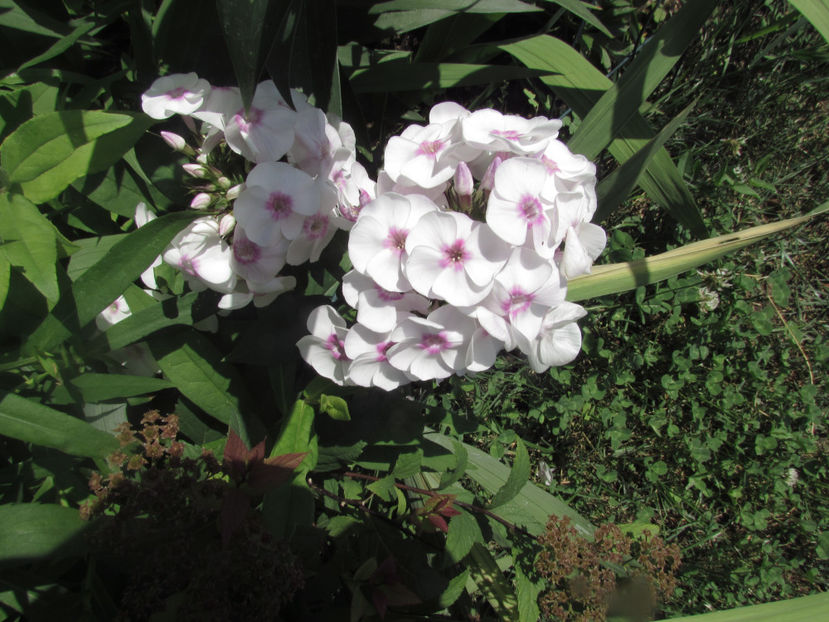  - A A Flori de gradina 2