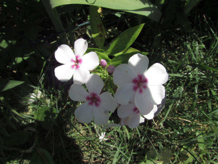  - A A Flori de gradina 2