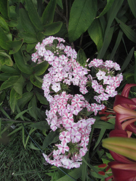  - A A Flori de gradina 2