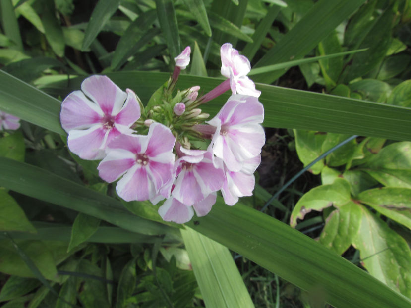  - A A Flori de gradina 2