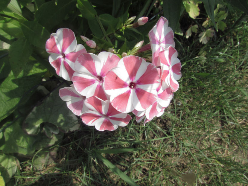  - A A Flori de gradina 2