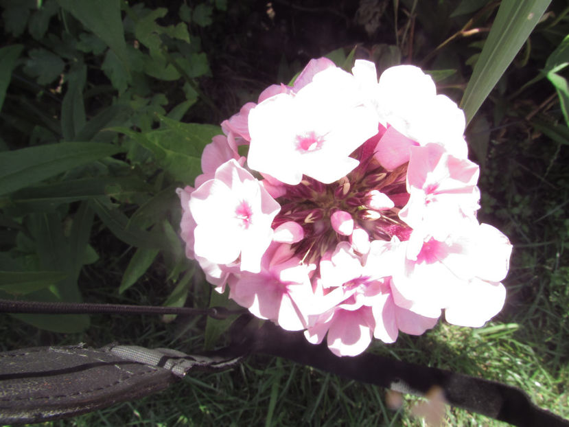  - A A Flori de gradina 2