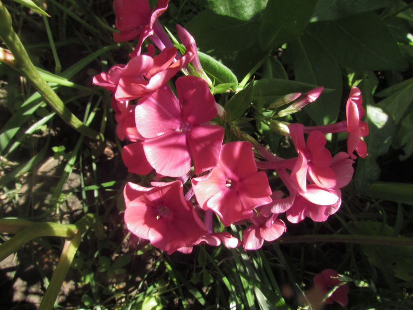  - A A Flori de gradina 2