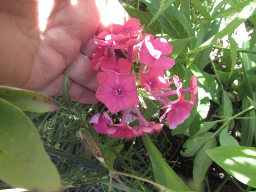  - A A Flori de gradina 2