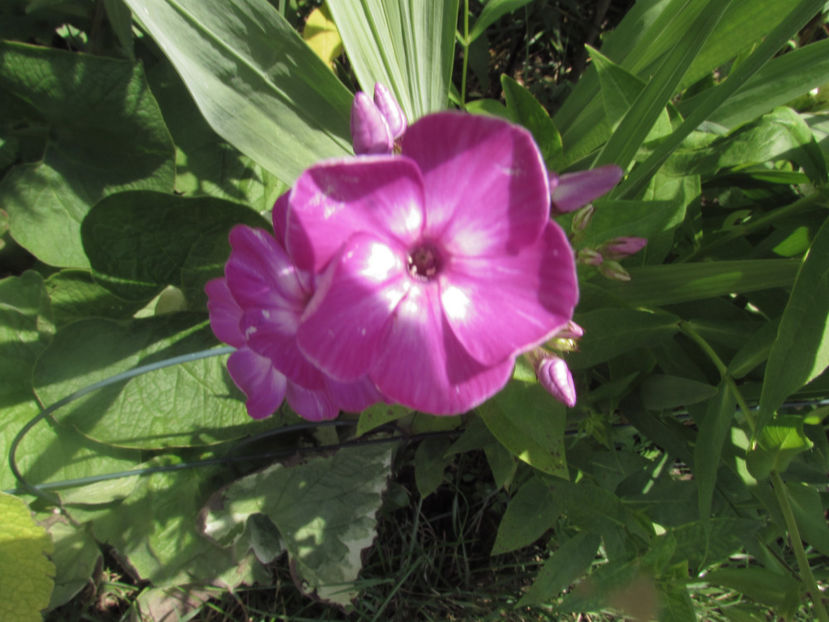  - A A Flori de gradina 2