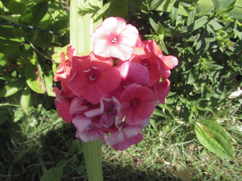  - A A Flori de gradina 2