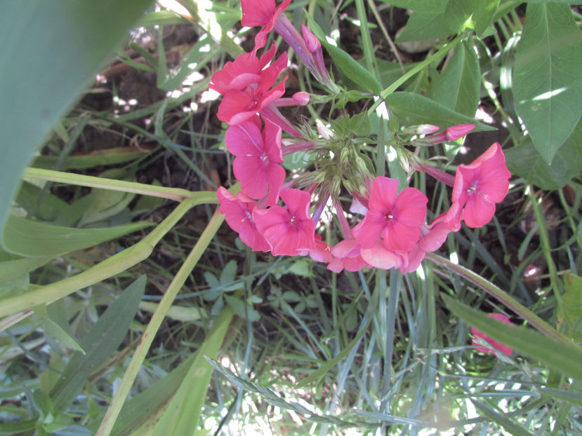  - A A Flori de gradina 2