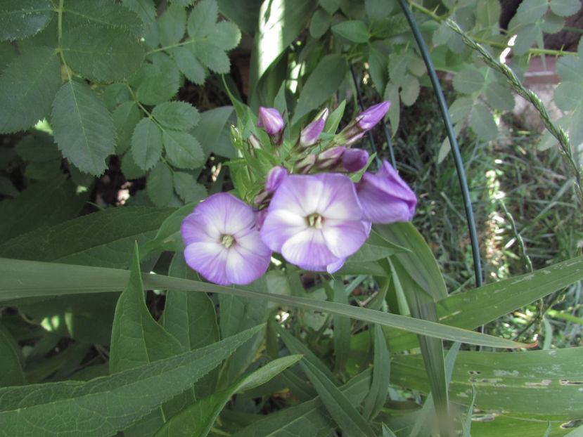  - A A Flori de gradina 2