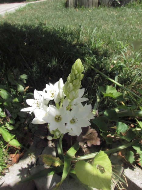  - A A Flori de gradina 2