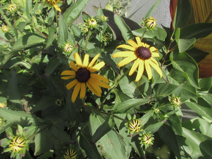  - A A Flori de gradina 2