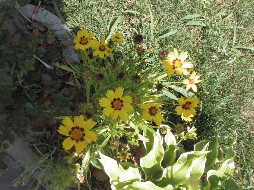  - A A Flori de gradina 2