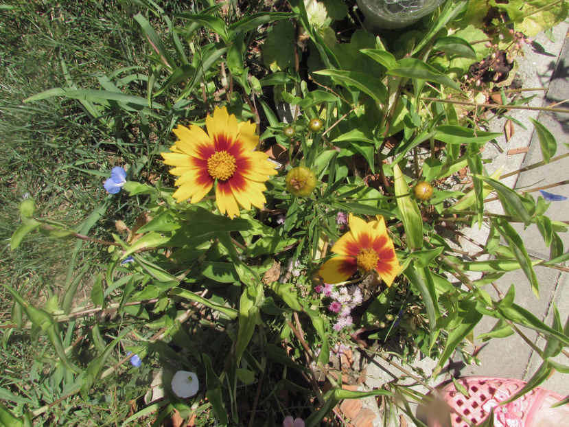  - A A Flori de gradina 2