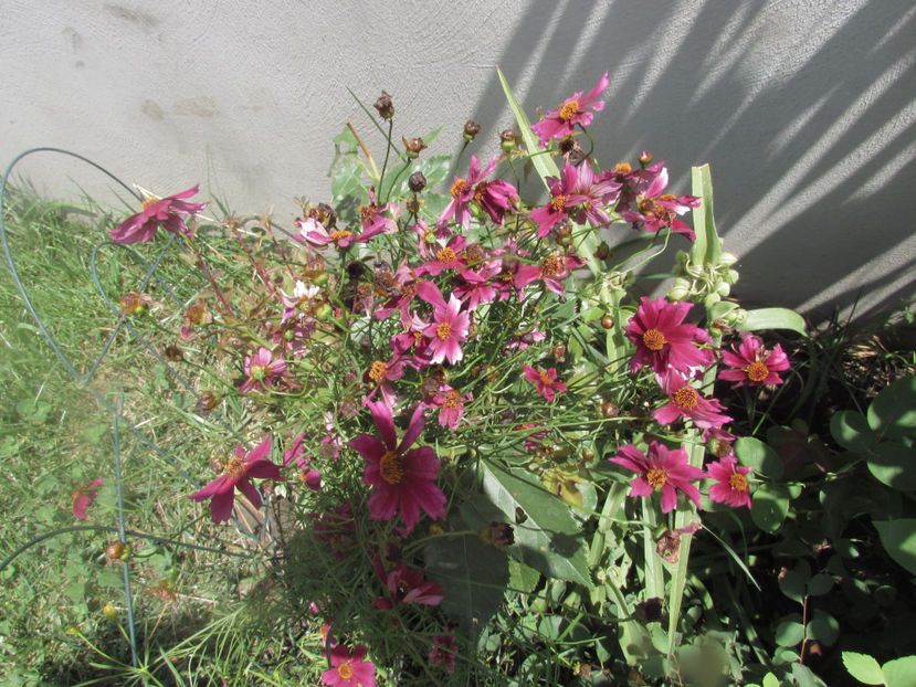  - A A Flori de gradina 2