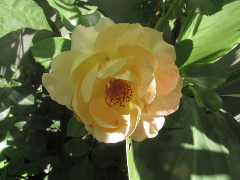  - A A Flori de gradina 2