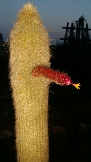  - cactusi 2019