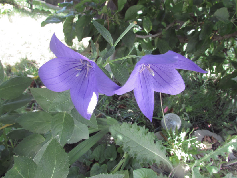  - A A Flori de gradina 2