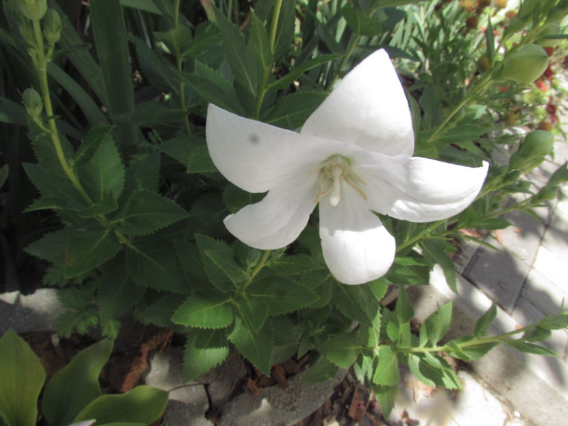  - A A Flori de gradina 2