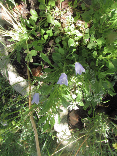  - A A Flori de gradina 2