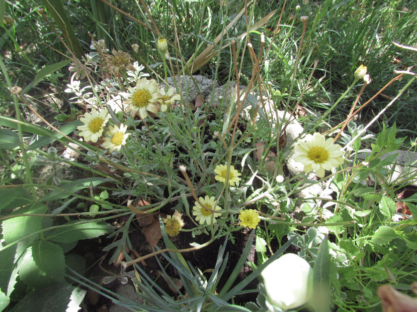  - A A Flori de gradina 2