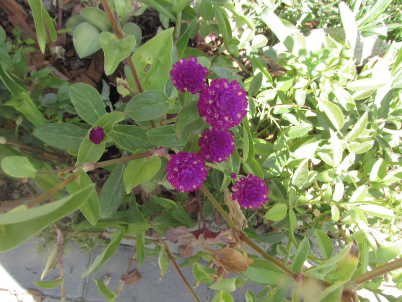  - A A Flori de gradina 2