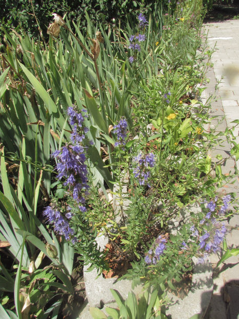  - A A Flori de gradina 2